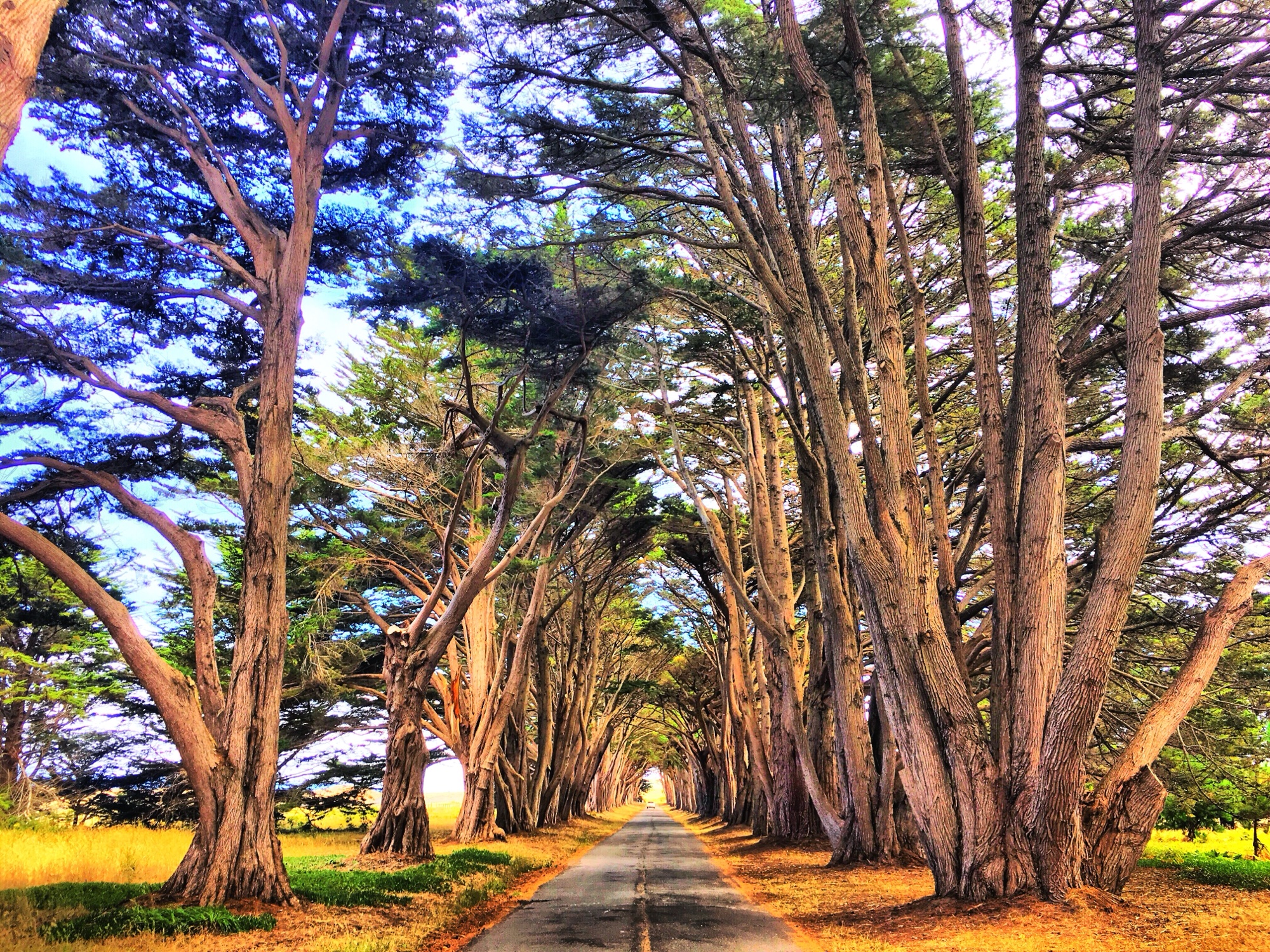 A narrow road disappearing into a tunnel of enormous arching cypress trees with vivid blue sky above