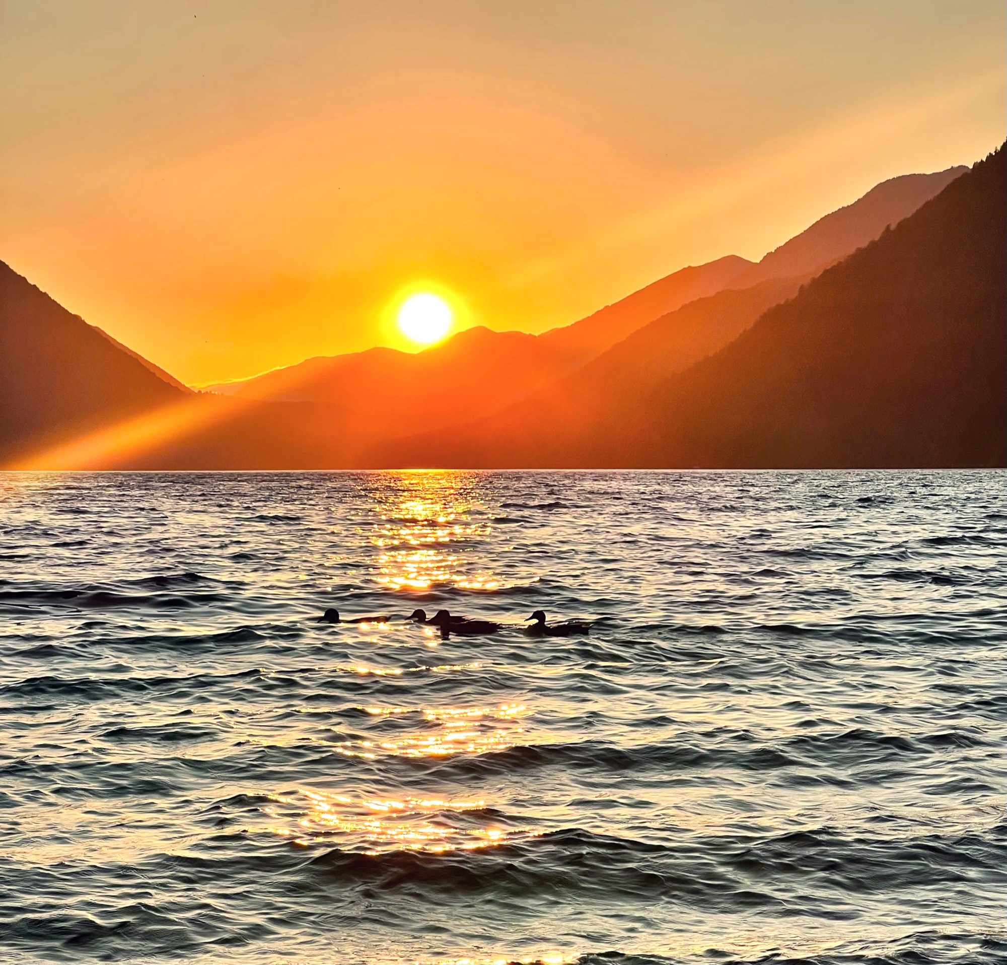 Ducks silhouetted against a blazing golden sunset over a mountain lake
