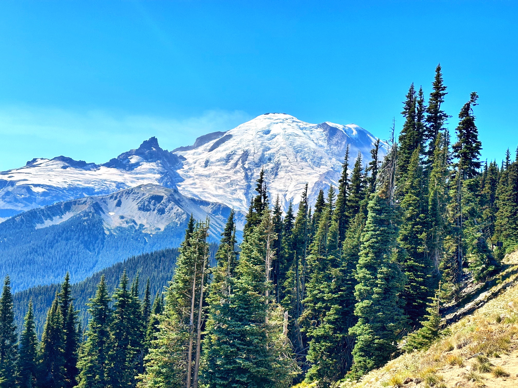 Mount Rainier rising above a sea of evergreen trees under a perfect blue sky